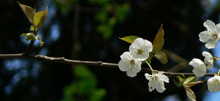 Foto: Blossoms